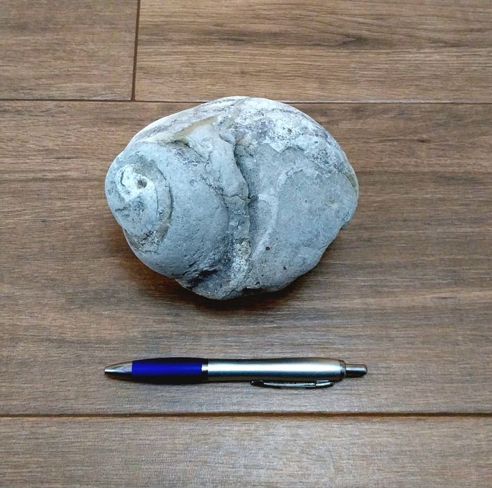 Fóssil de gasterópode do Jurássico Superior (145/163 milhões de anos)