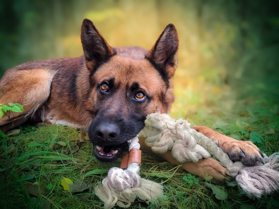 Precel - wspaniały, piękny pies w typie owczarka