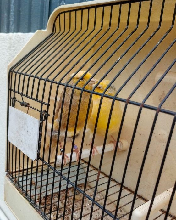 Canários (Yorkshire, Ágata, Mosaicos e outros)