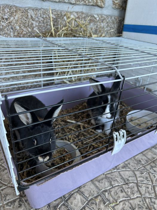 Coelhos casal mines com gaiola