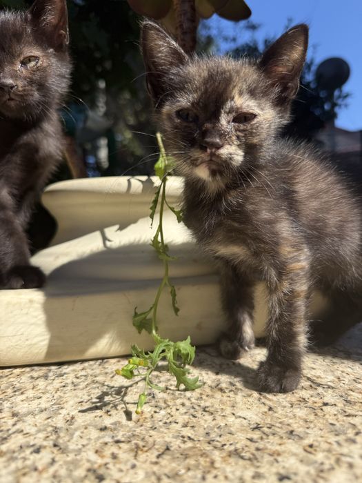 Gatinhos para adoçao