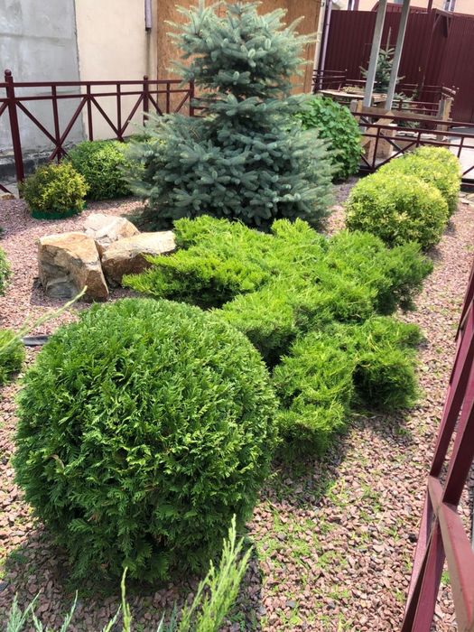 Професійний догляд за насадженями. Озеленення