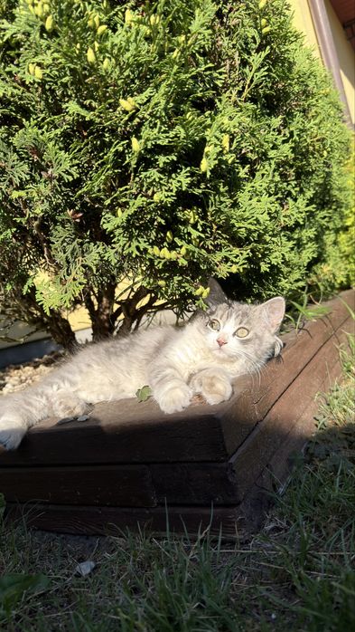 Киця,кицька, кошенята, коти, котик, кіт, кошеня