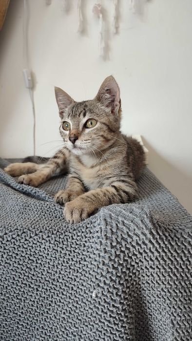 Gatinho Para adoção