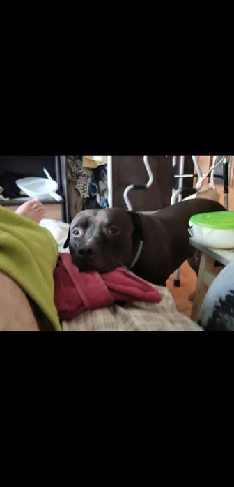 РОЗШУК!!!ПРОПАВ собака американський пітбуль, 4,5 р, ВИНАГОРОДА