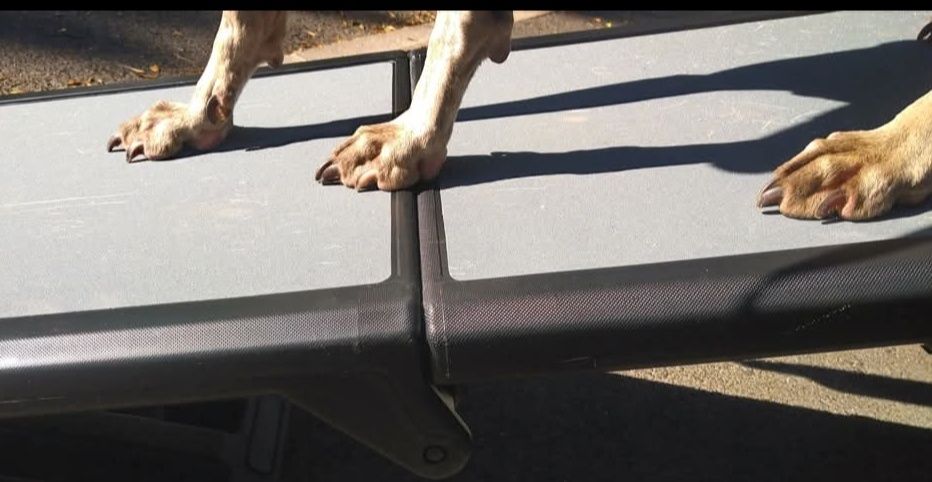 Rampa para cão grande PetGear