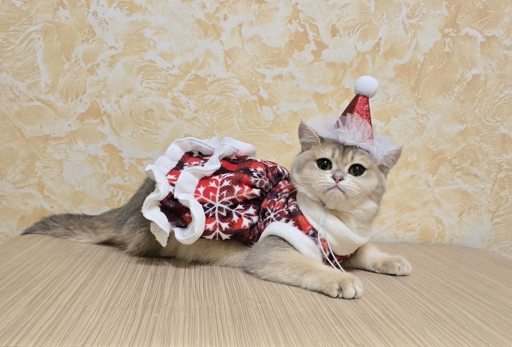 Кому шотландскую снегурочку?