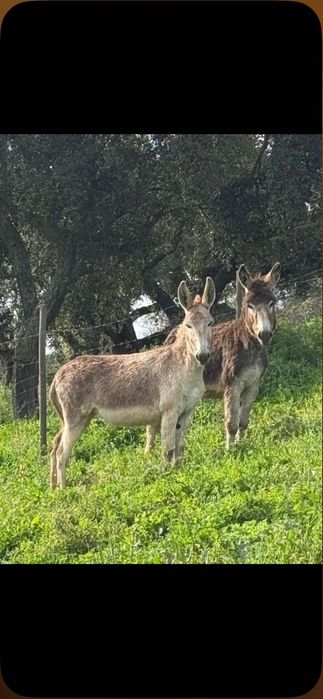burros e burras dóceis