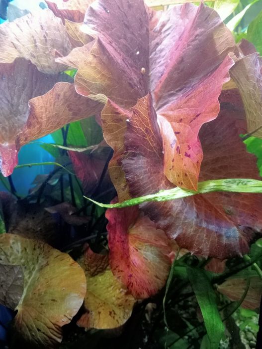 Нимфея тигровая красная. Растение. 460 грн