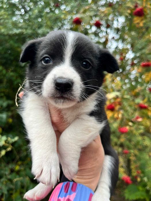 цуценя хлопчик 1.5 місяці