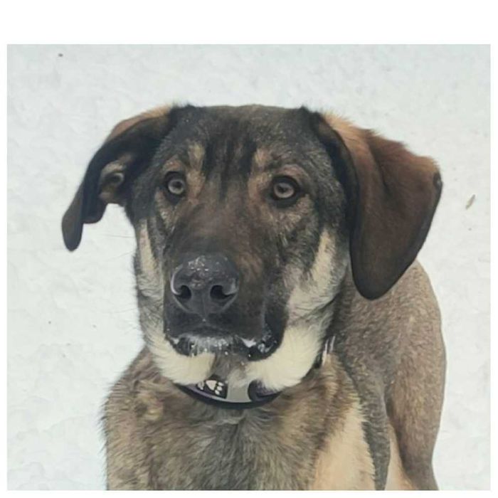 Пес Лютик ищет дом