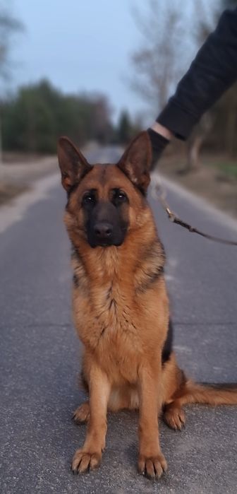 Sprzedam suczke owczarka niemieckiego krótkowłosego