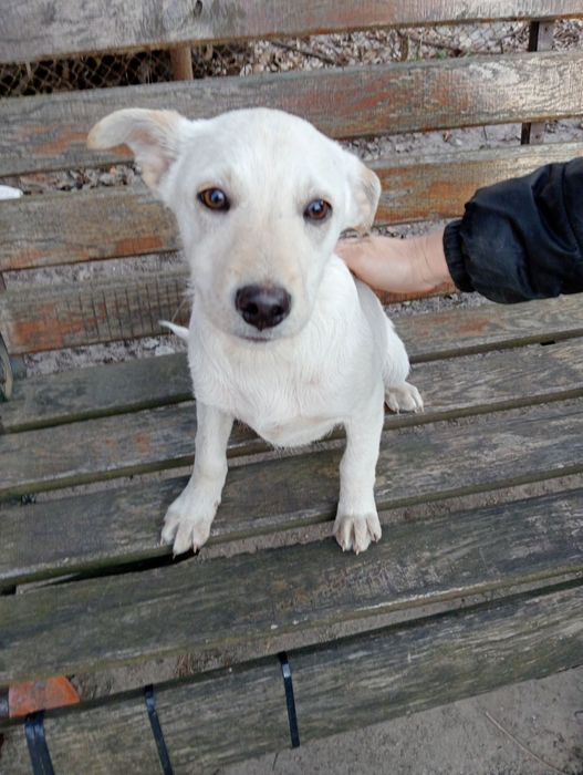 Цуценята шукають  родину