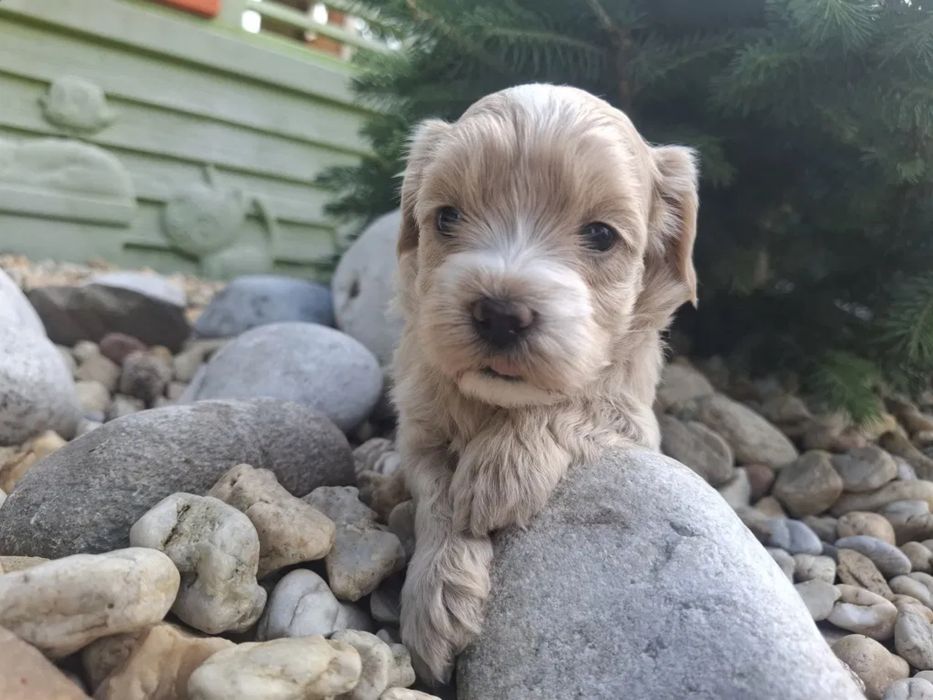 Super mini щенок Мальтипу Той пудель, мальтийская болонка