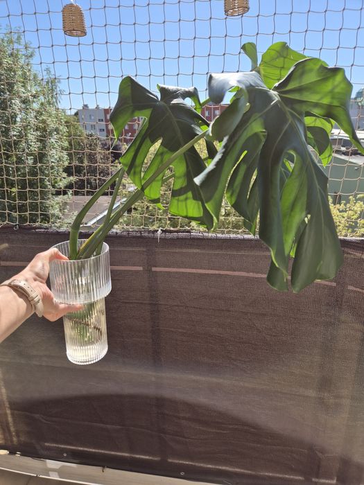 Monstera Deliciosa Sadzonka