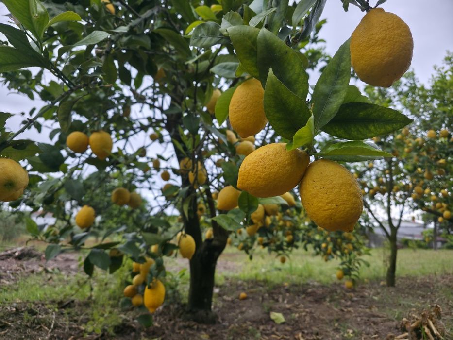 Limões Produção Própria