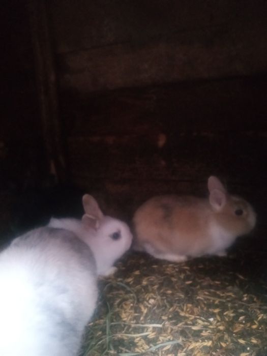 Króliki rasy mieszane i miniaturki