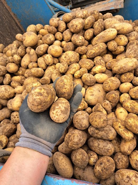 Ziemniaki 25zł/15kg z dowozem