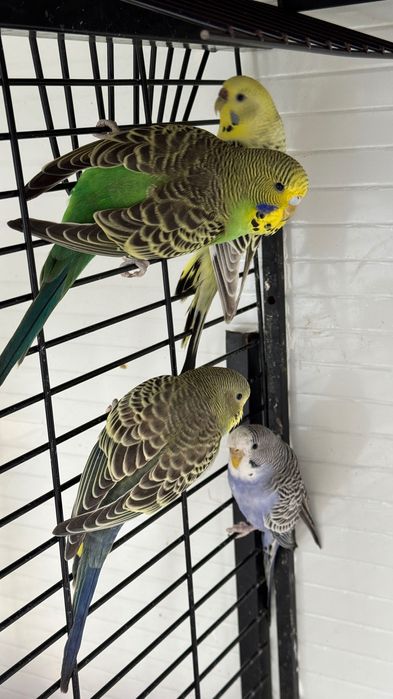 Periquitos Diversas Mutações