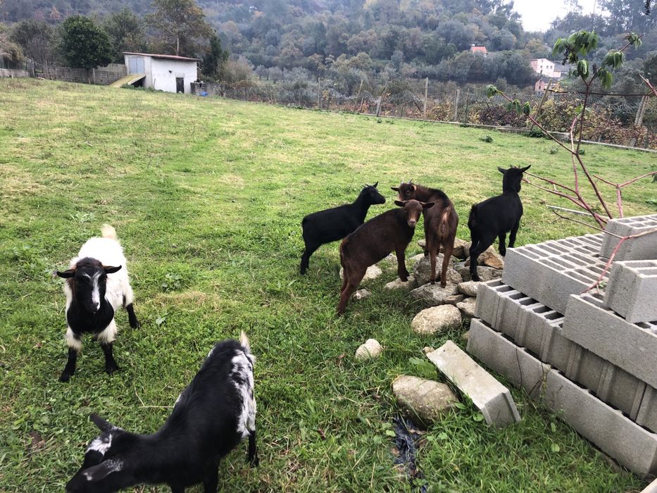 Cabritas anãs prenhas