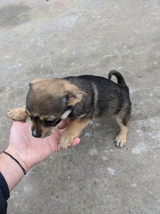 Собачки маленькі - суміш Мопса