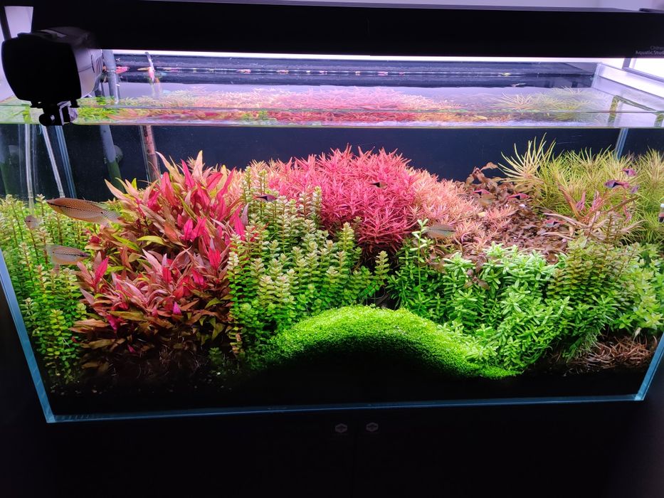 Akwarium 200L OptiWhite + Chihiros + CO2 + Bogate wyposażenie!
