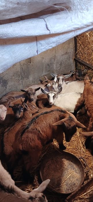 Продам козенята чешської породи.