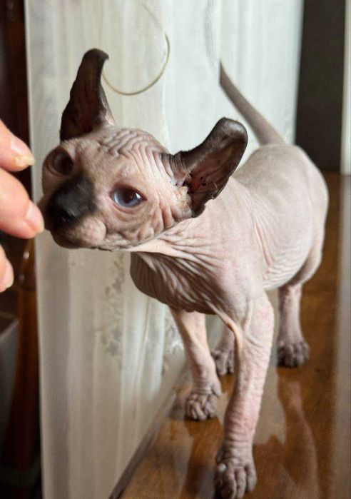 НейМоВіРниЙ Ельф