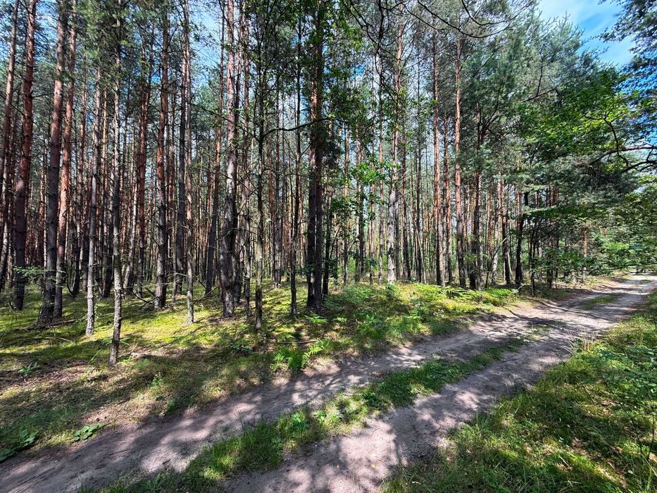 Dom z własnym lasem: uzbrojony front przy asfalcie i sosnowy starodrzew - Widok 5