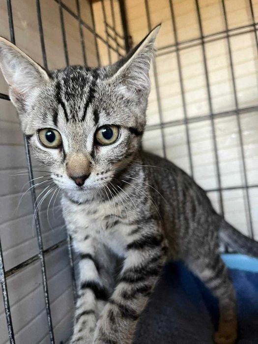 Jasmim - gatinha para adopção