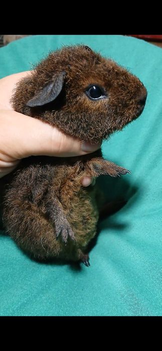 Морська свинка,  тедді