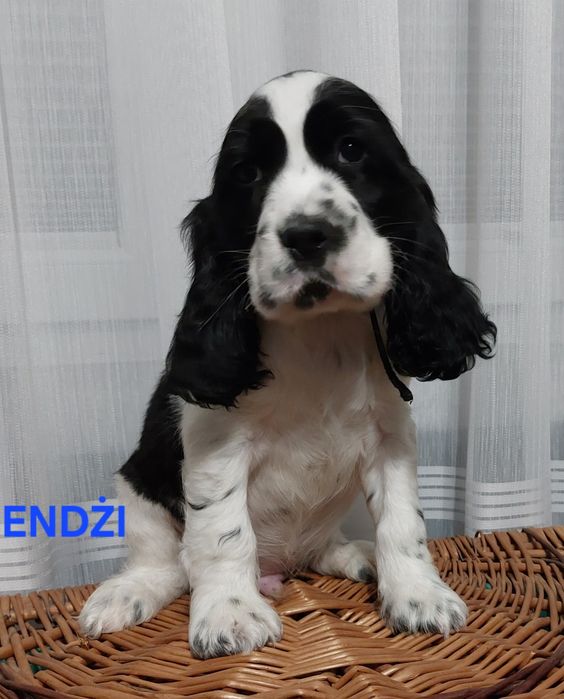 Cocker Spaniel Angielski  piesek