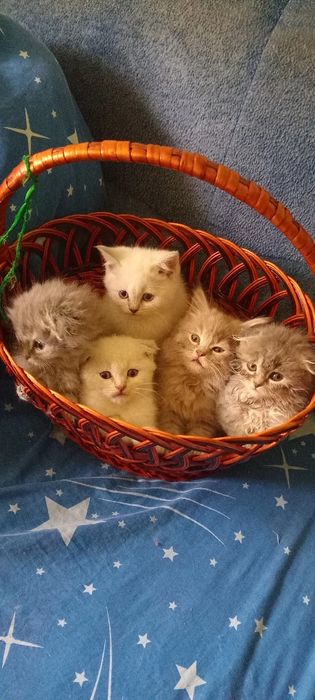 Шотландські кошенята,поїнд блю