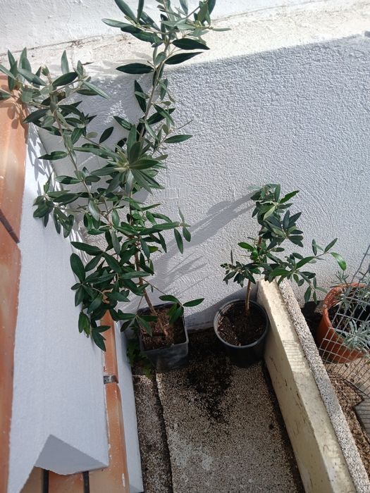 Oliveiras galegas, ja adubadas e prontas para por na terra.