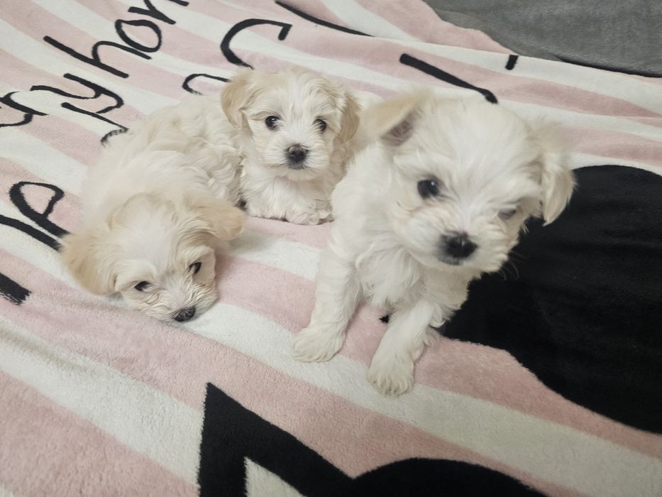 Хлопчики мальтезе!