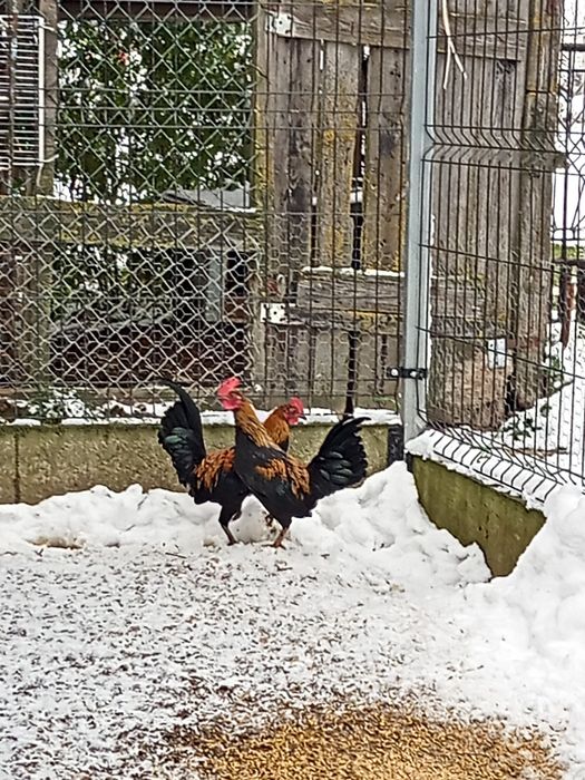 Sprzedam Kurki i kogutki
