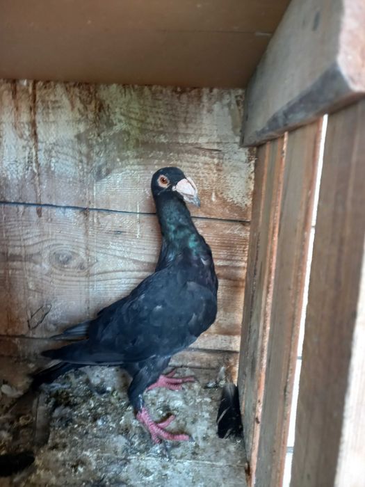 Srzedam gołębie rzeszowskie