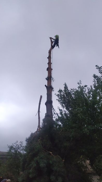 Спил аварийных деревьев