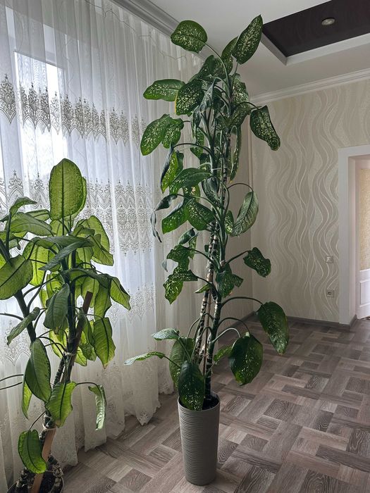 Продам Дифенбахію 195 см