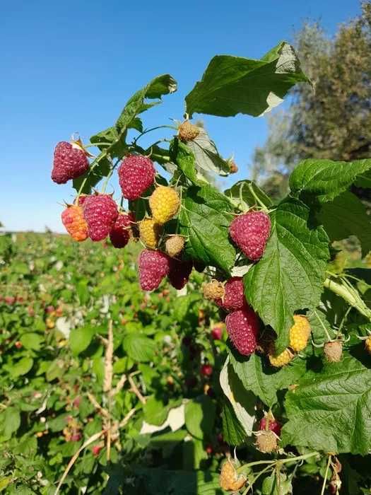 Owoce Maliny Jesiennej Polana.