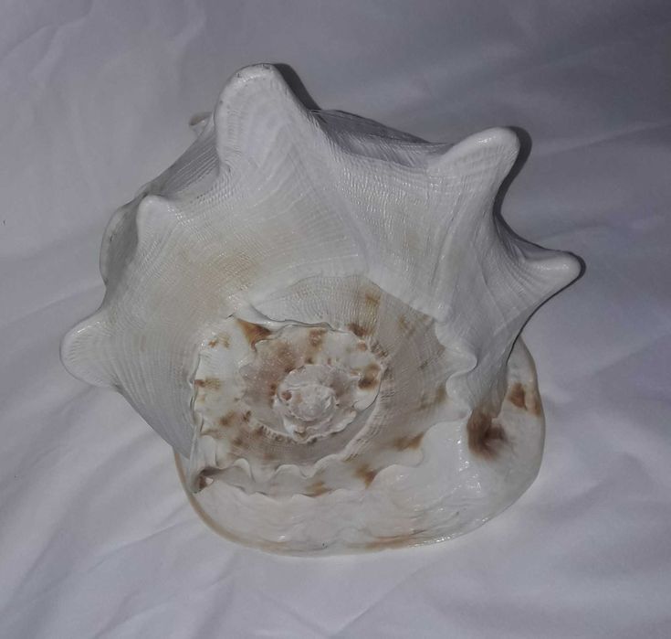 ракушка океаническая (акция весь декабрь - было 4102)