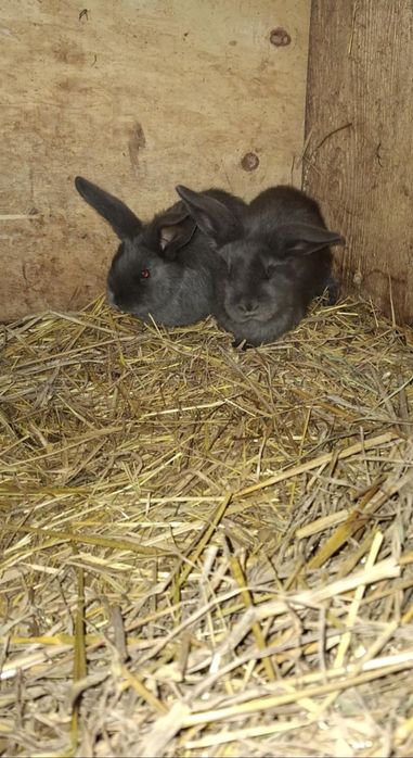 Królik baran francuski