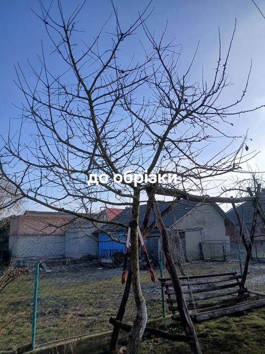 Зрізання дерев  у важкодоступних місцях способом альпенізму. обкоска трави чагарників