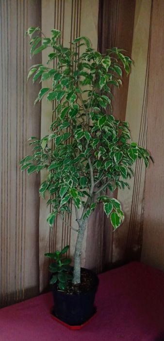 Драцена лайм пёстрая, фикус Бенджамина