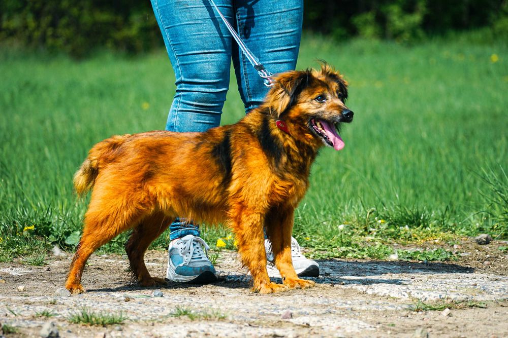 GUCIO - śliczny, łagodny psi senior