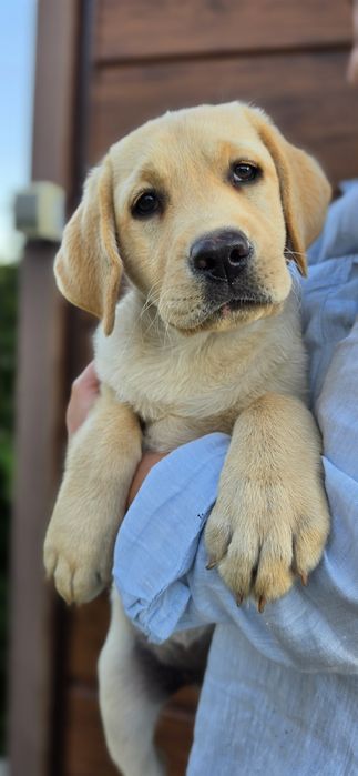 Labrador śliczna sunia gotowa do zmiany domu