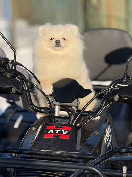 Хлопчик померанського шпіца