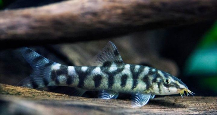 Bocja siatkowana