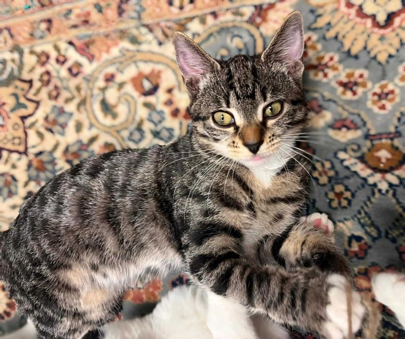 Cztery młode ok. 6 miesięczne (3 kotki i 1 koteczka )