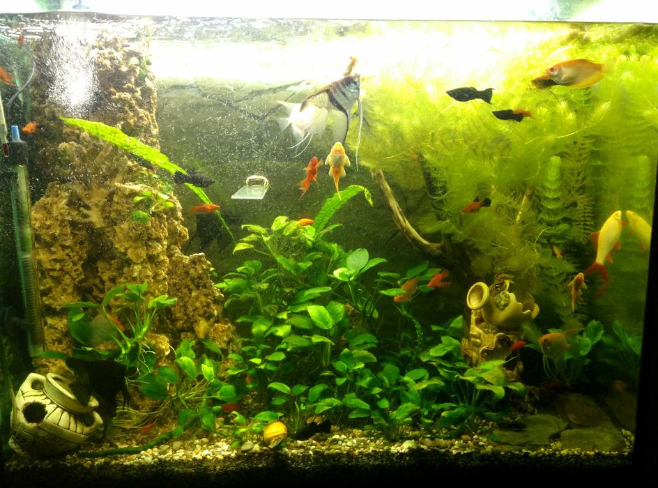 Акваріумна рослина анубіас карликовий, криптокорина апоногетонолісна,